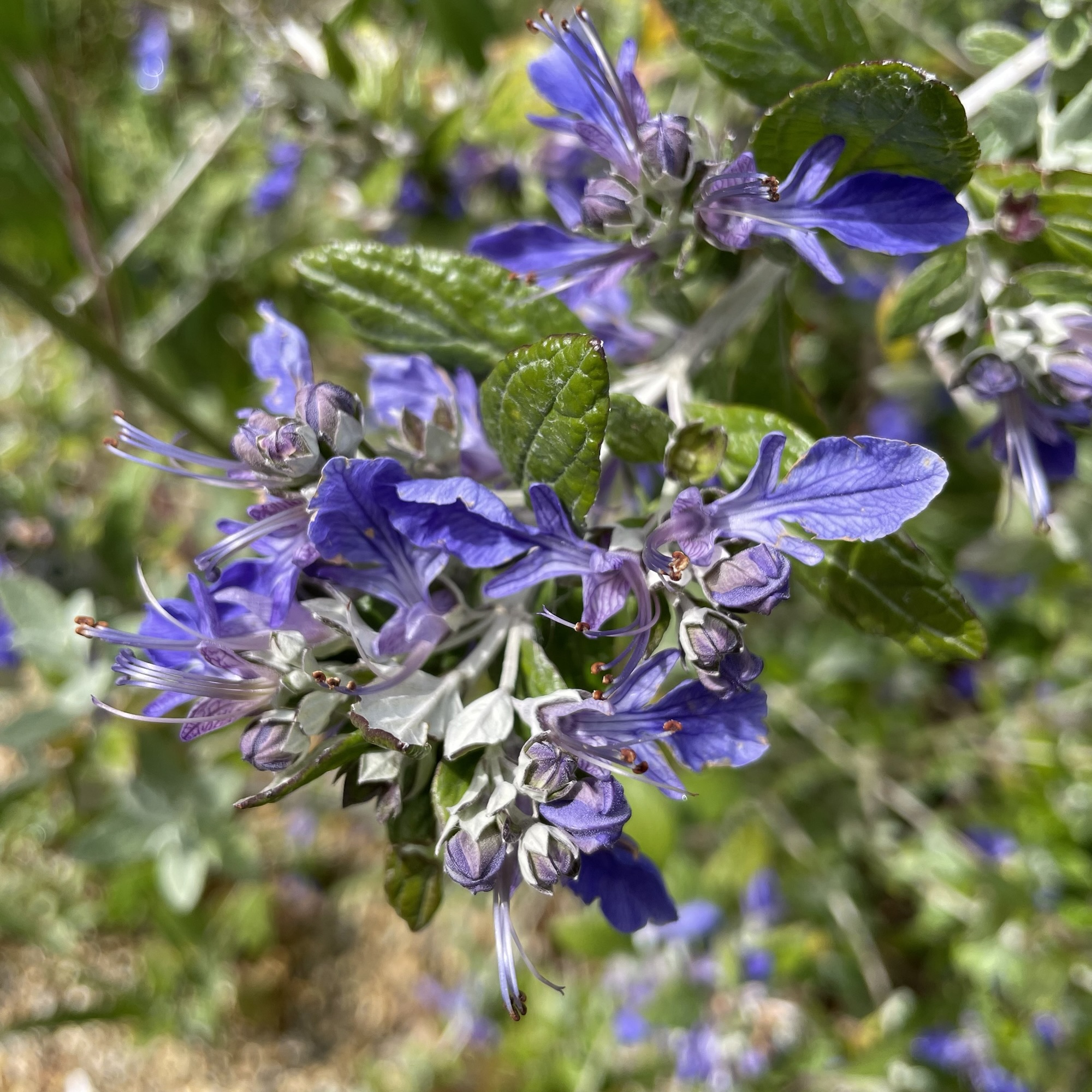 Azureuma Teucrium fruticans Azureum AGM – Weeds Roots & Leaves